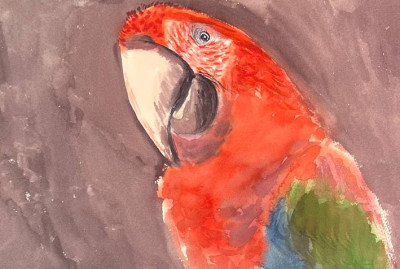 Guacamayo