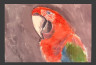 Guacamayo