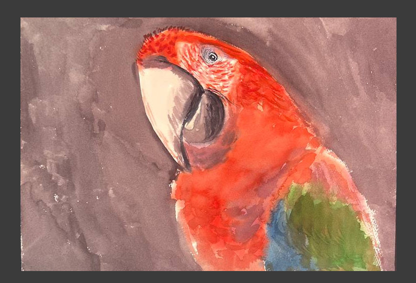Guacamayo